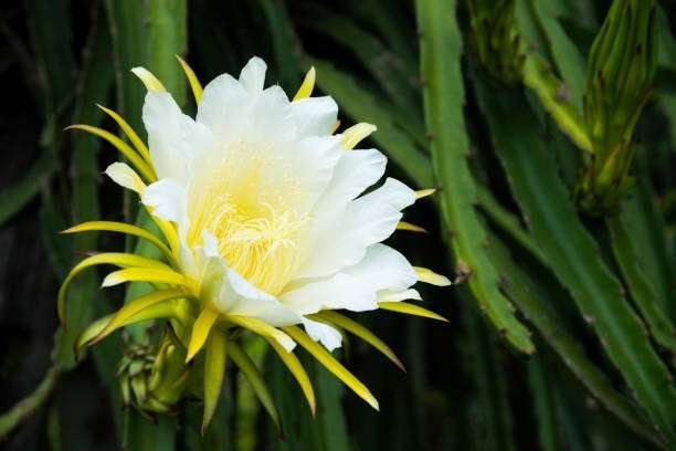 flower of dragon fruit plant