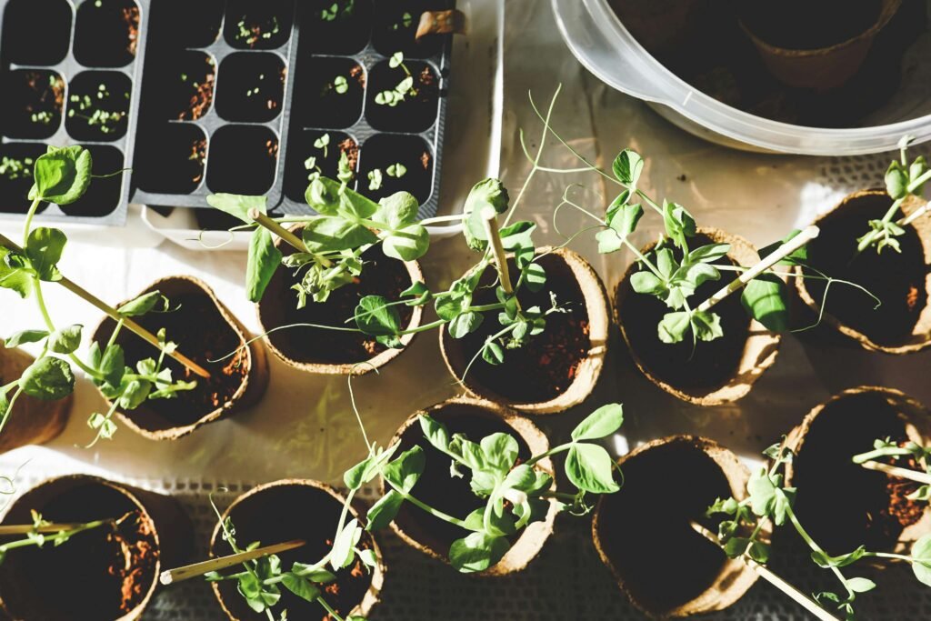 Planting seedlings