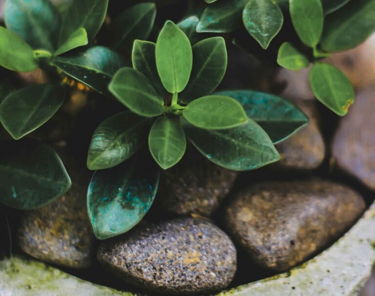 a plant growing out of rocks as mulch in pots