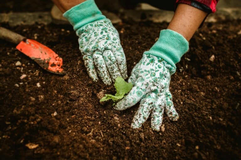 A hand wearing gloves planting a seedling